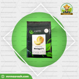 خربزه مالاگا